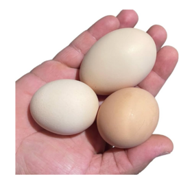 Affordable Fertile Hatching Eggs Bulk Supply Premium Quality Eggs for Incubation Poultry Production and Export
