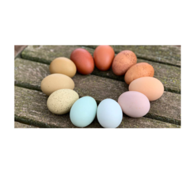 Cheap Fertile Hatching Eggs for Sale High Hatch Rate Fertile Eggs Wholesale Supply for Poultry Farms and Breeders