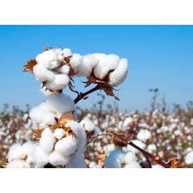 High Quality Bulk Raw Cotton Raw Cotton bulk Organic cotton Now Available in Bulk Stock at Affordable Price