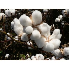 100% Natural Raw Cotton Bale, High Quality Cotton Fiber for Textile Industry, Spinning Mills, Cushion & Pillow Filling