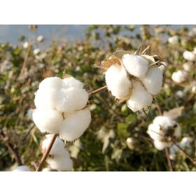 Wholesale Raw Cotton Fiber, Soft Natural Cotton for Yarn Production, Textile Fabric, Mattress, Quilt & Home Textile Use