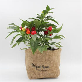 Plastic Seed Nursery Grow Bags