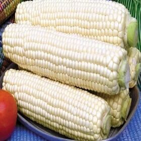 Hot Selling Organic AD Dried Non-Glutinous Non-GMO Yellow White Corn From NL 24 Months Shelf Life for Human Animal Consumption