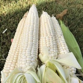 Premium Fresh Organic White Corn Cereals Natural Raw High Quality Cooking Healthy Meals Bulk Supply Wholesale Buyers