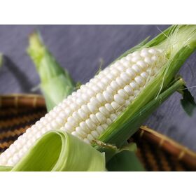 White Maize Wholesale Supplier | Food Grade Yellow White Corn for Human Consumption | Ready Use South Africa Origin | Bulk |