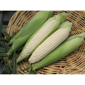 Grade A Wholesale Price White Corn High Quality White Maize Corn for Animal Feed Supplier Fast Delivery In Stock For Sale