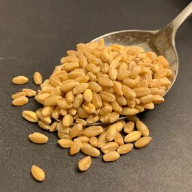 Wholesale Premium Wheat Grains for Commercial Milling and Baking Applications Farm Fresh Grains for Feed and Flour Production