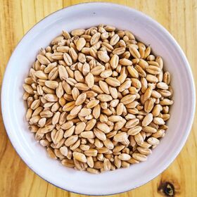 Premium Quality Dried Hard Wheat Grains Wholesale Fast Delivery Rich Nutrition Buy Now