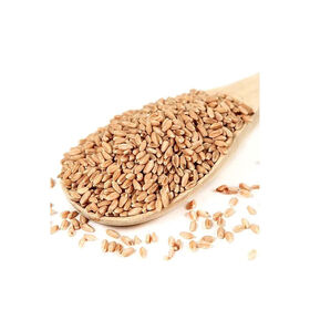 Premium Quality Dried Hard Wheat Grains Wholesale Fast Delivery Rich Nutrition Buy Now/