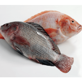 High quality Fresh Frozen Tilapia Fish / Frozen Whole Round Tilapia Fish / Black Tilapia Fish.