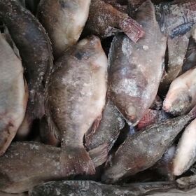 Frozen Herring Fish Wild Caught Whole Round 100% fresh Herring Fish Natural Dried Herring Fish Freshly Packed Dried Herring Fish