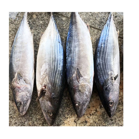 Fresh Frozen Sardine Fish for Sale High Quality Bulk Export Available Perfect for Food Processing and Markets..