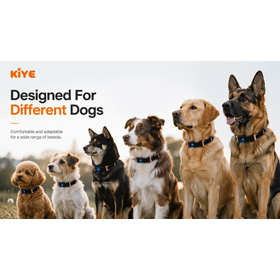 Poudre Duo Bien-être pour Chien Double Action à Prix Usine, Supplément à Base de Levure pour la Santé Intestinale et Cutanée avec Enzymes Digestives pour Chiens Âgés